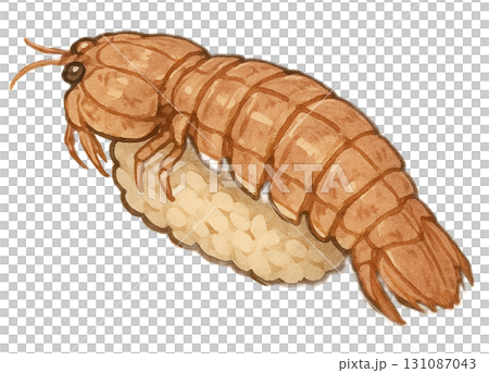 しゃこの握り寿司(1貫)のイラスト 131087043