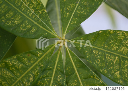 正面から見る葉っぱの葉脈 正面から見る葉っぱの葉脈 131087193