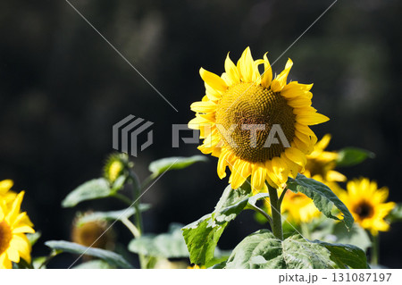 太陽に照らされるひまわり 太陽に照らされるひまわり 131087197