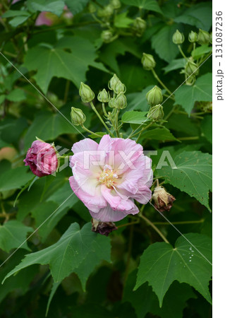 スイフヨウ(酔芙蓉) Confederate rose スイフヨウ(酔芙蓉) Confederate rose 131087236