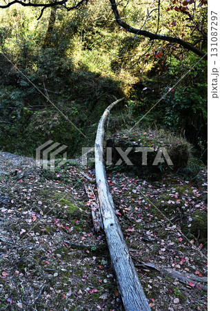 森の中に倒れる木 131087297