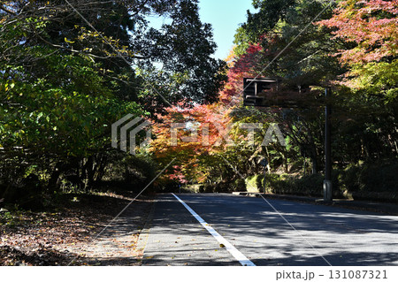 霧島神宮周辺の紅葉 131087321