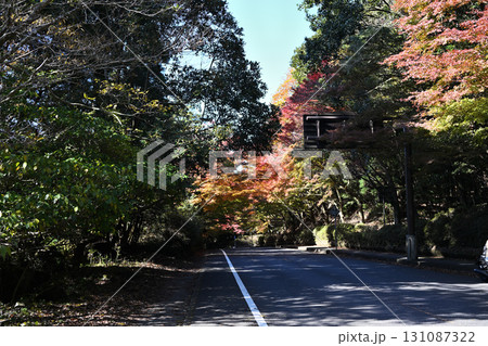 霧島神宮の国道223号周辺の紅葉風景 131087322