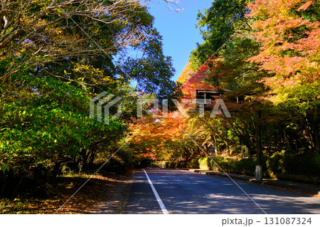 霧島神宮国道223号周辺の紅葉 霧島神宮国道223号周辺の紅葉 131087324