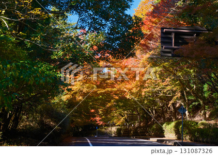 カラフルな紅葉に色づく霧島神宮周辺道路 131087326