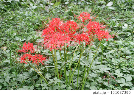 ヒガンバナ　Red spider lily 131087390