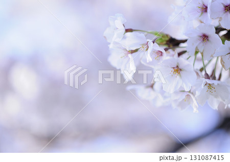 いつか見た桜 いつか見た桜 131087415