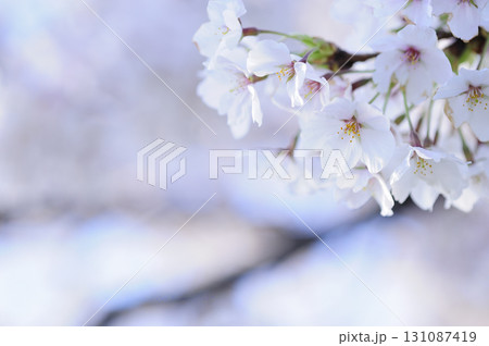 いつか見た桜 131087419