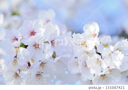 いつか見た桜 131087421