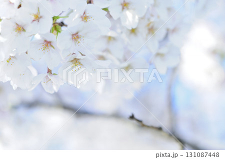 いつか見た桜 いつか見た桜 131087448