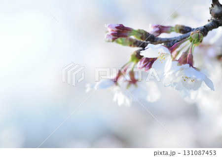 いつか見た桜 いつか見た桜 131087453