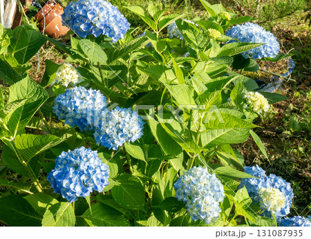 霧島の恵（四季咲きの紫陽花） 131087935