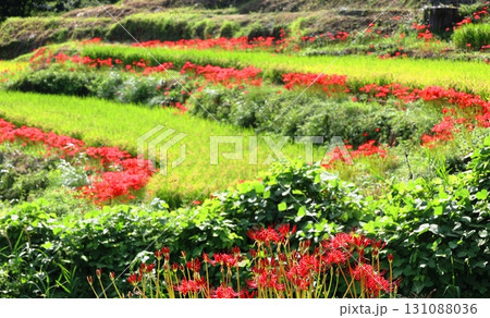 江里山棚田の彼岸花 江里山棚田の彼岸花 131088036