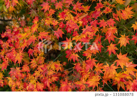 紅葉のイロハモミジ 紅葉のイロハモミジ 131088078