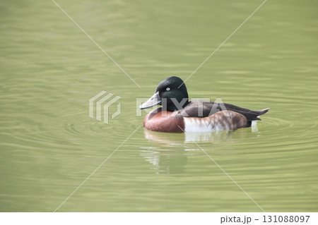 アカハジロ 131088097