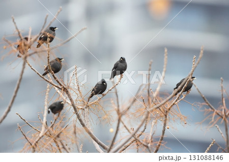 ハッカチョウ 131088146