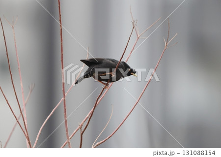 ハッカチョウ 131088154