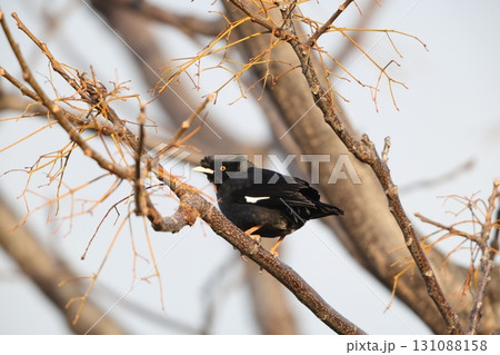 ハッカチョウ ハッカチョウ 131088158