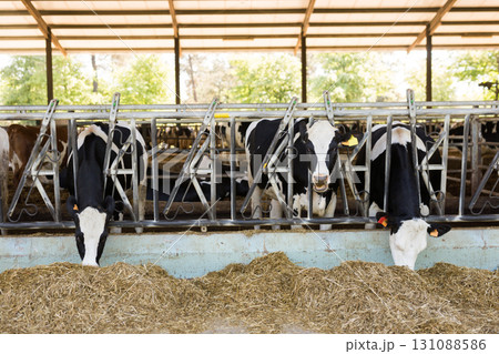 Farm cowshed with milking cows eating hay Farm cowshed with milking cows eating hay 131088586