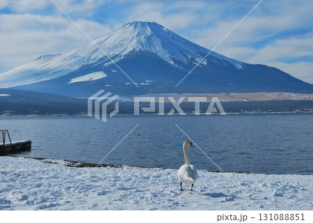 山中湖の 富士山と白鳥 131088851