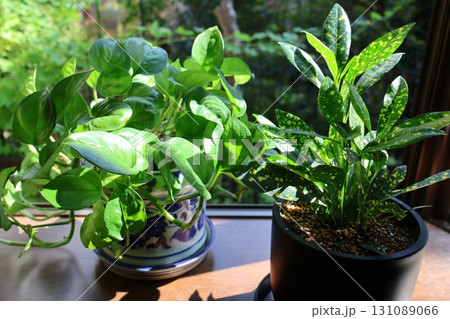 朝陽を浴びる観葉植物のクロトンとポトス 朝陽を浴びる観葉植物のクロトンとポトス 131089066