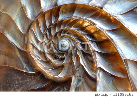 Spiraling Beauty of Nature's Golden Ratio Spiraling Beauty of Nature's Golden Ratio 131089165