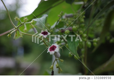 夏の終わり、つる植物のヘクソカズラが白い縁取りのある小さな花を咲かせます。淡いピンク色の中心部が特徴 131089550