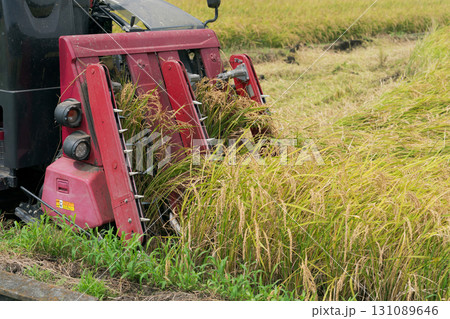 稲刈りをする風景 131089646