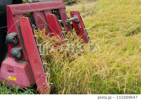 稲刈りをする風景 131089647