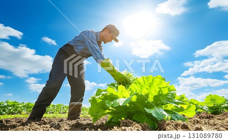 Farmer harvesting vibrant green lettuce under a bright sunny sky 131089780