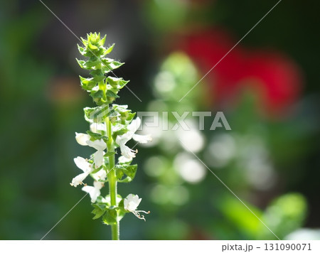 陽光に輝くバジルの花 陽光に輝くバジルの花 131090071