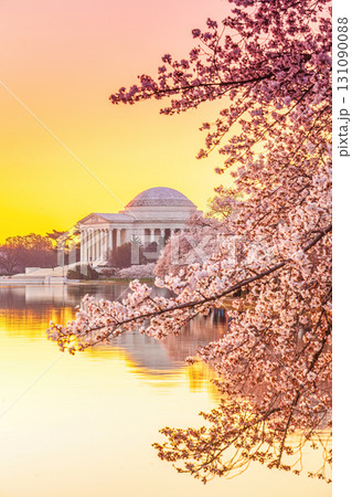 The Jefferson Memorial during the Cherry Blossom Festival in Washington, DC The Jefferson Memorial during the Cherry Blossom Festival in Washington, DC 131090088