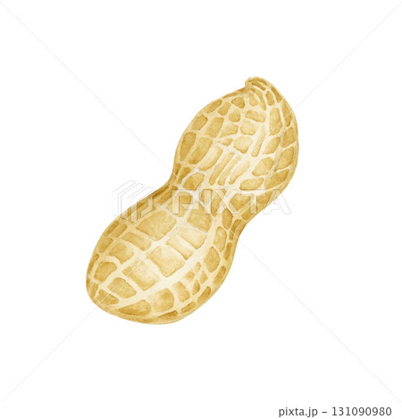 ピーナッツ 落花生　野菜　水彩 イラスト 131090980