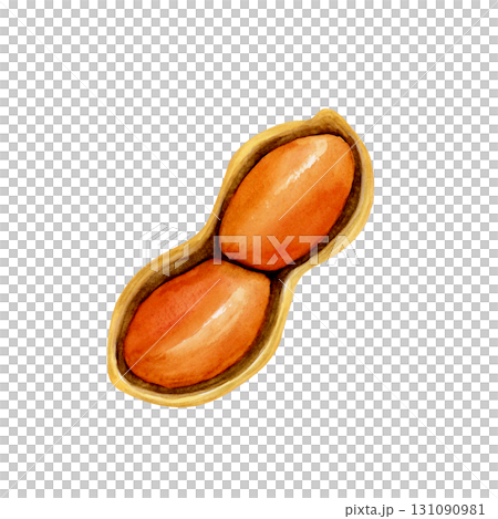 ピーナッツ 落花生 野菜 断面 水彩 イラスト ピーナッツ 落花生 野菜 断面 水彩 イラスト 131090981