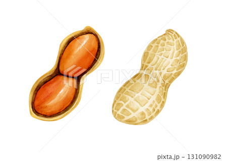 ピーナッツ 落花生　野菜 断面　水彩 イラスト 131090982