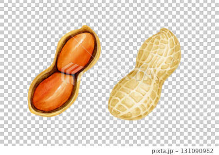 花生蔬菜橫斷面水彩插圖 131090982
