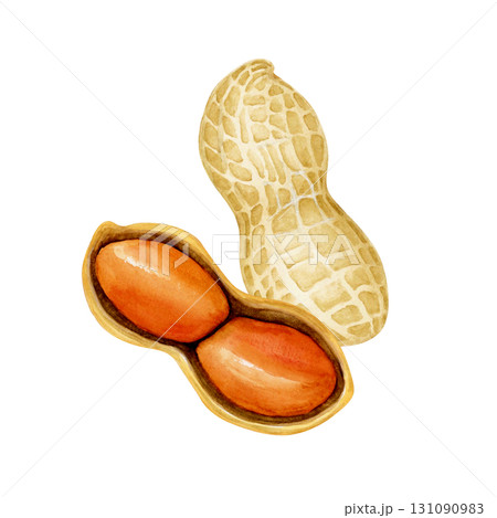 ピーナッツ 落花生　野菜 断面　水彩 イラスト 131090983