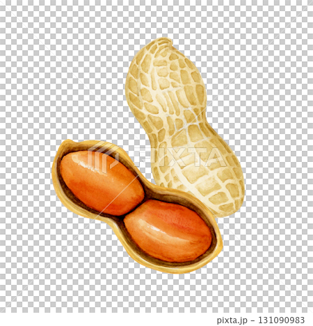 ピーナッツ 落花生　野菜 断面　水彩 イラスト 131090983