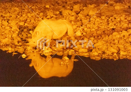 Black rhino at night 131091003