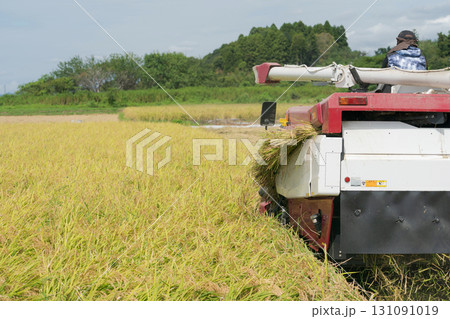 稲刈りをする風景 131091019