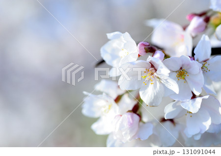 いつか見た桜 いつか見た桜 131091044
