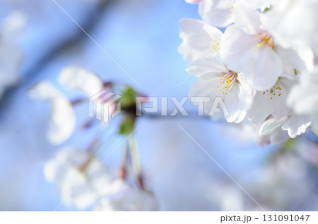 いつか見た桜 131091047