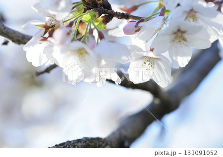 いつか見た桜 いつか見た桜 131091052
