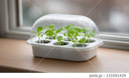 Young seedlings growing in plastic dome tray near bright window 131091429