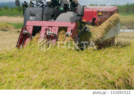 稲刈りをする風景 131091522