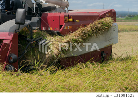 稲刈りをする風景 稲刈りをする風景 131091525