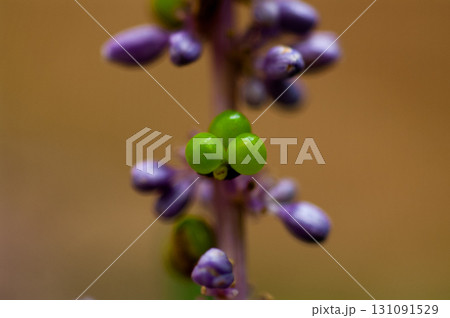 藪蘭の実 131091529