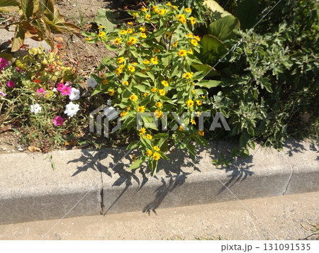 ペチニアとメランポジュムの花 ペチニアとメランポジュムの花 131091535