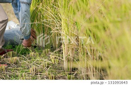 稲刈りをする男性の手元 131091643