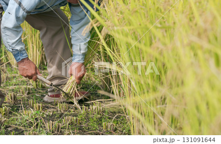 稲刈りをする男性の手元 131091644